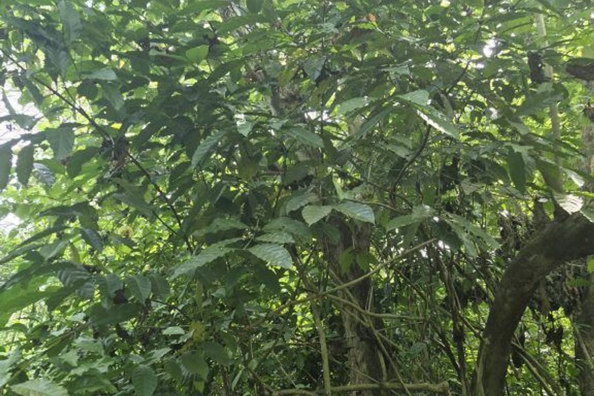 Land for Sale in Irawan, Puerto Princesa, Palawan – photo 7