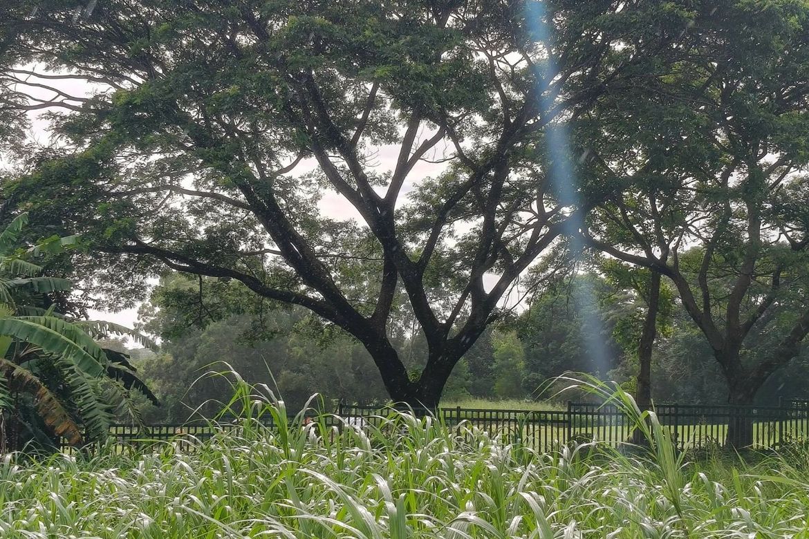 Land for Sale in Javalera, General Trias, Cavite – photo 3