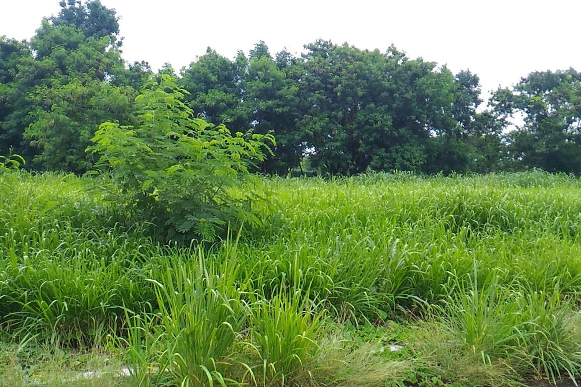 Land for Sale in Javalera, General Trias, Cavite – photo 3