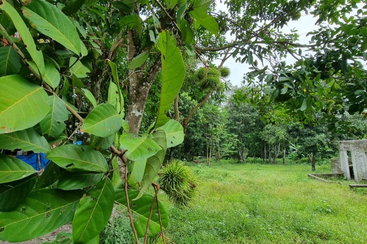 Land for Sale in Jawa, Valencia, Negros Oriental – photo 5