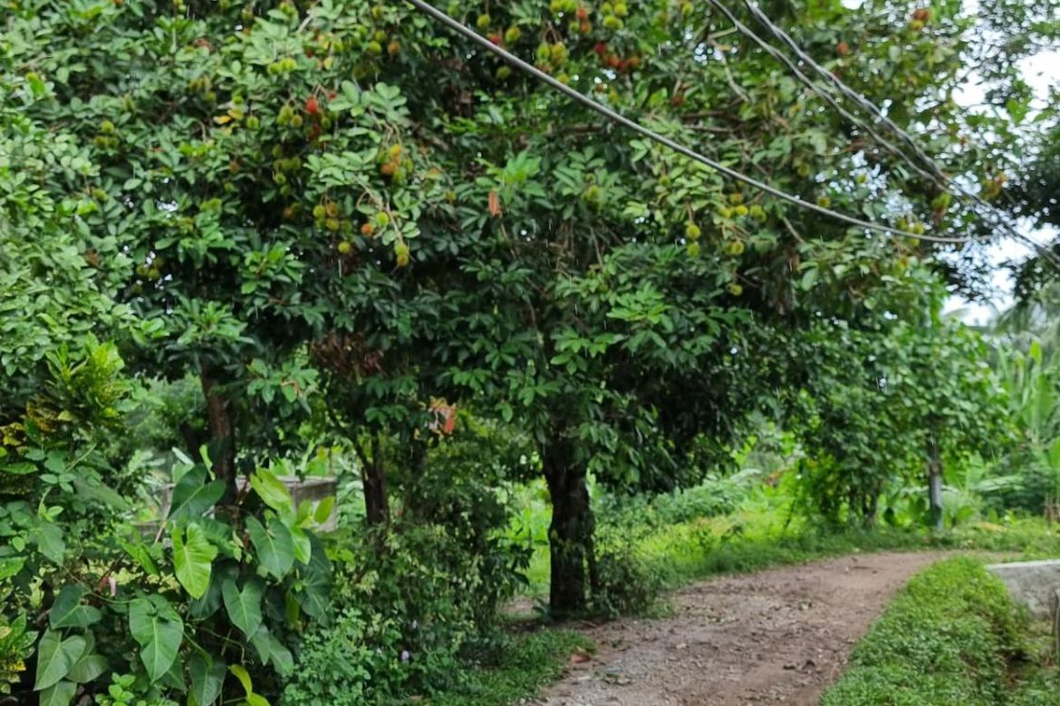 Land for Sale in Jawa, Valencia, Negros Oriental – photo 6