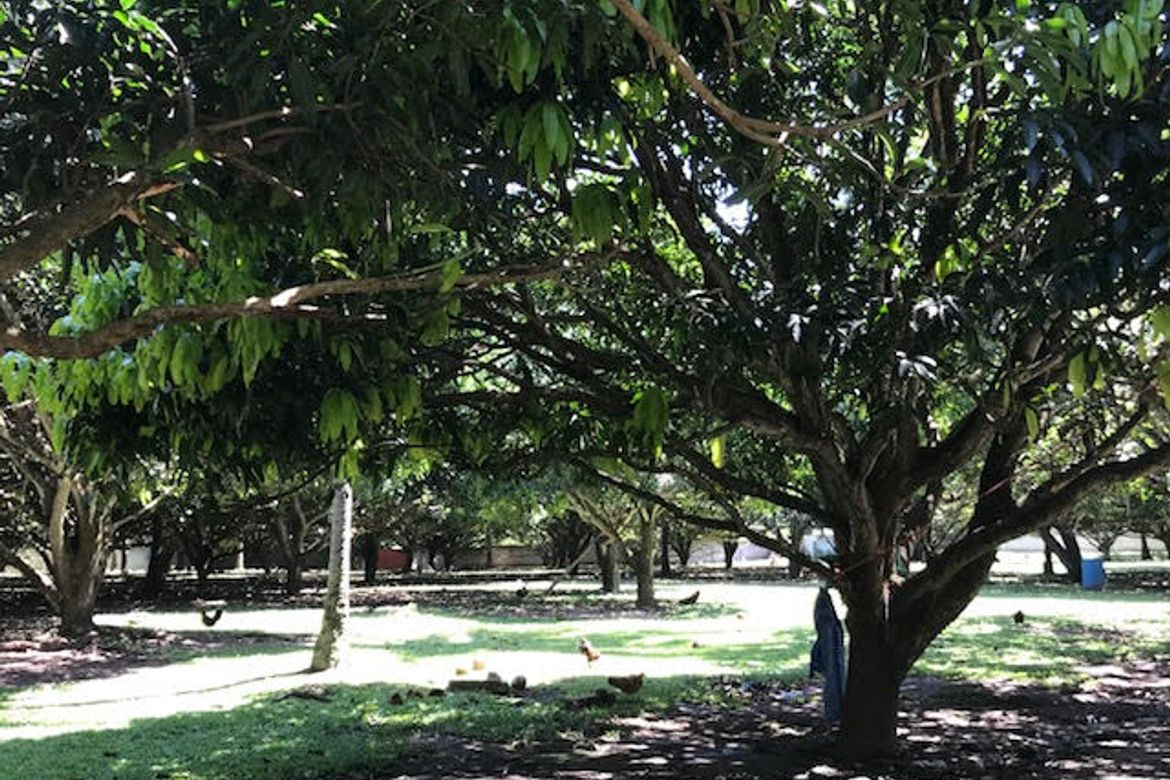 Land for Sale in Junob, Dumaguete, Negros Oriental – photo 4