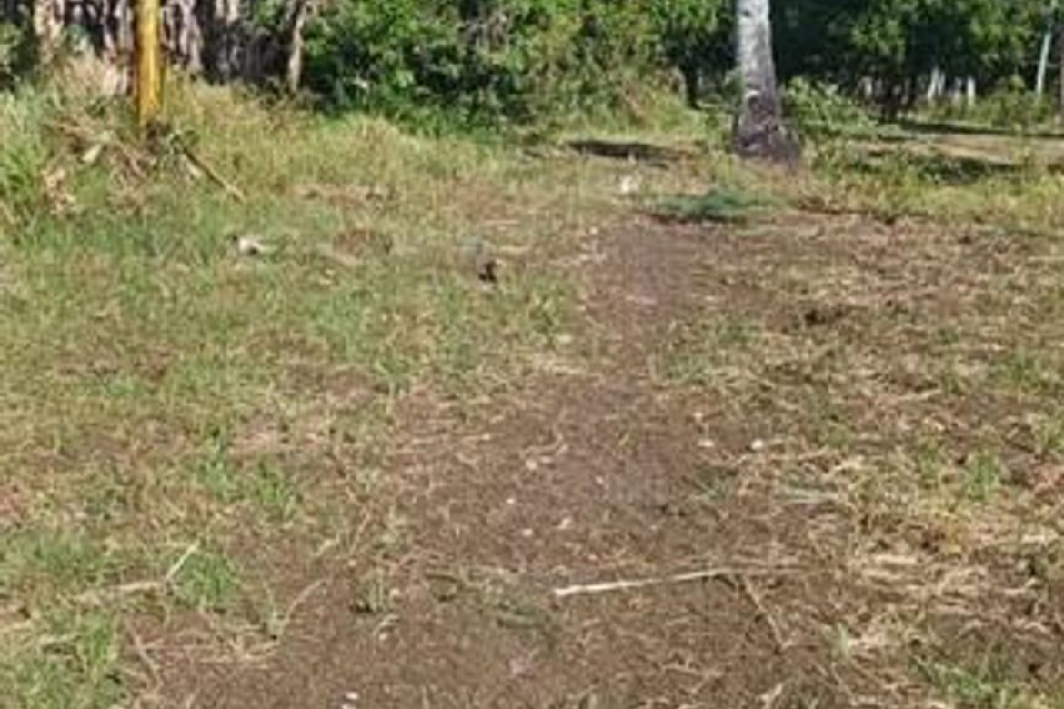 Land for Sale in Kalubihan, Barili, Cebu