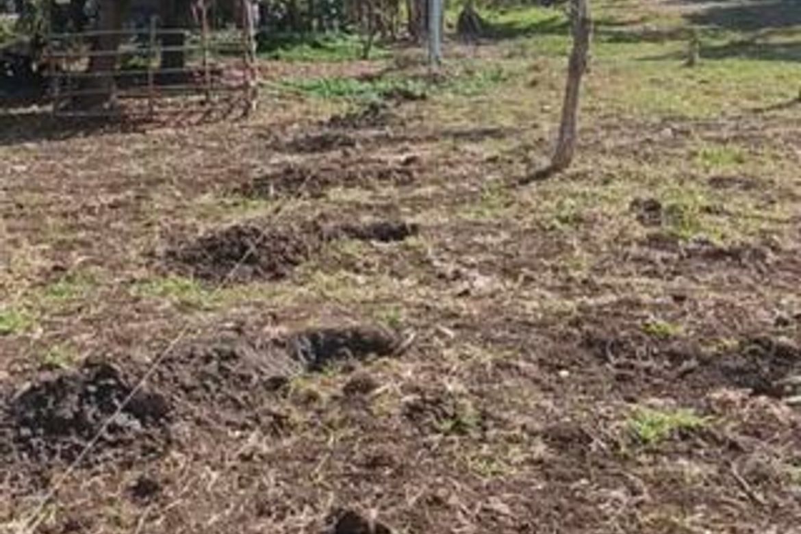 Land for Sale in Kalubihan, Barili, Cebu – photo 2