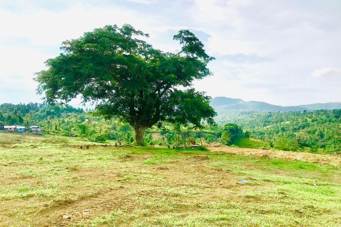 Land for Sale in Kalubihan, Barili, Cebu – photo 5