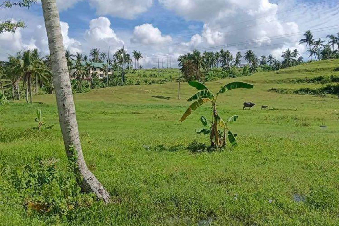 Land for Sale in Kalubihan, Barili, Cebu – photo 2