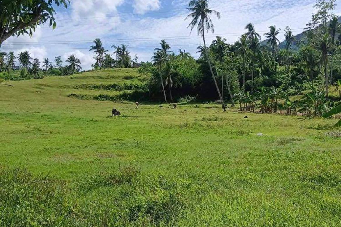 Land for Sale in Kalubihan, Barili, Cebu – photo 4