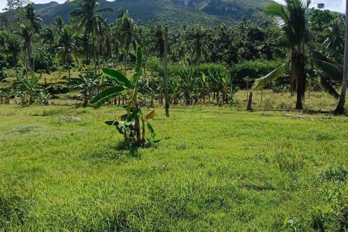 Land for Sale in Kalubihan, Barili, Cebu – photo 5