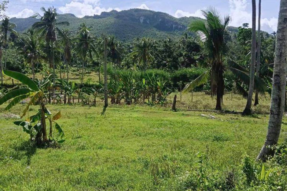 Land for Sale in Kalubihan, Barili, Cebu – photo 8