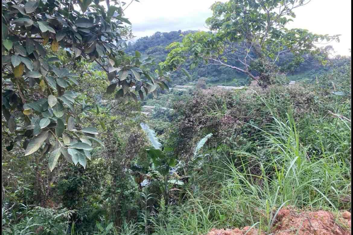 Land for Sale in Kamog, Sablan, Benguet – photo 4