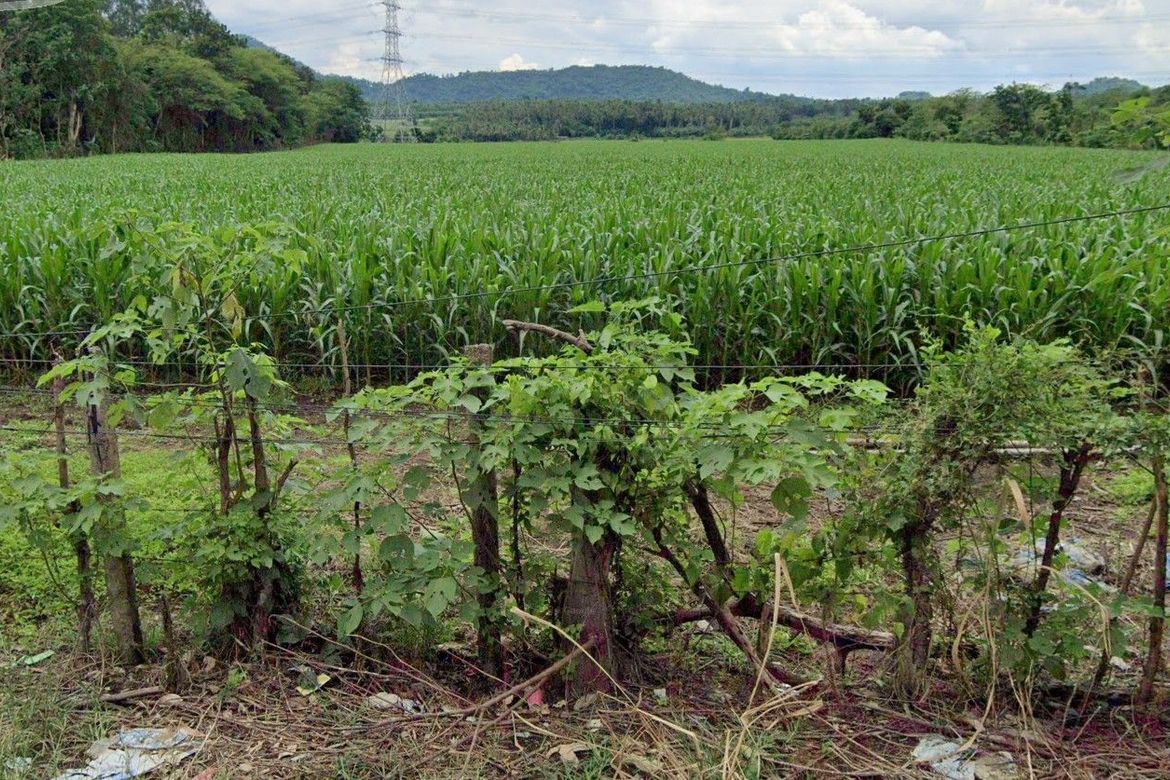 Land for Sale in Kanluran, Calauan, Laguna – photo 4