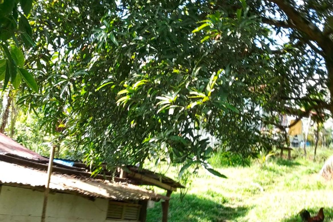 Land for Sale in Kanluran Talaongan, Cavinti, Laguna – photo 4
