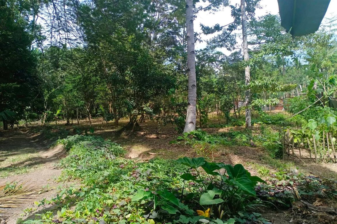 Land for Sale in Kasilak, Panabo, Davao del Norte – photo 3