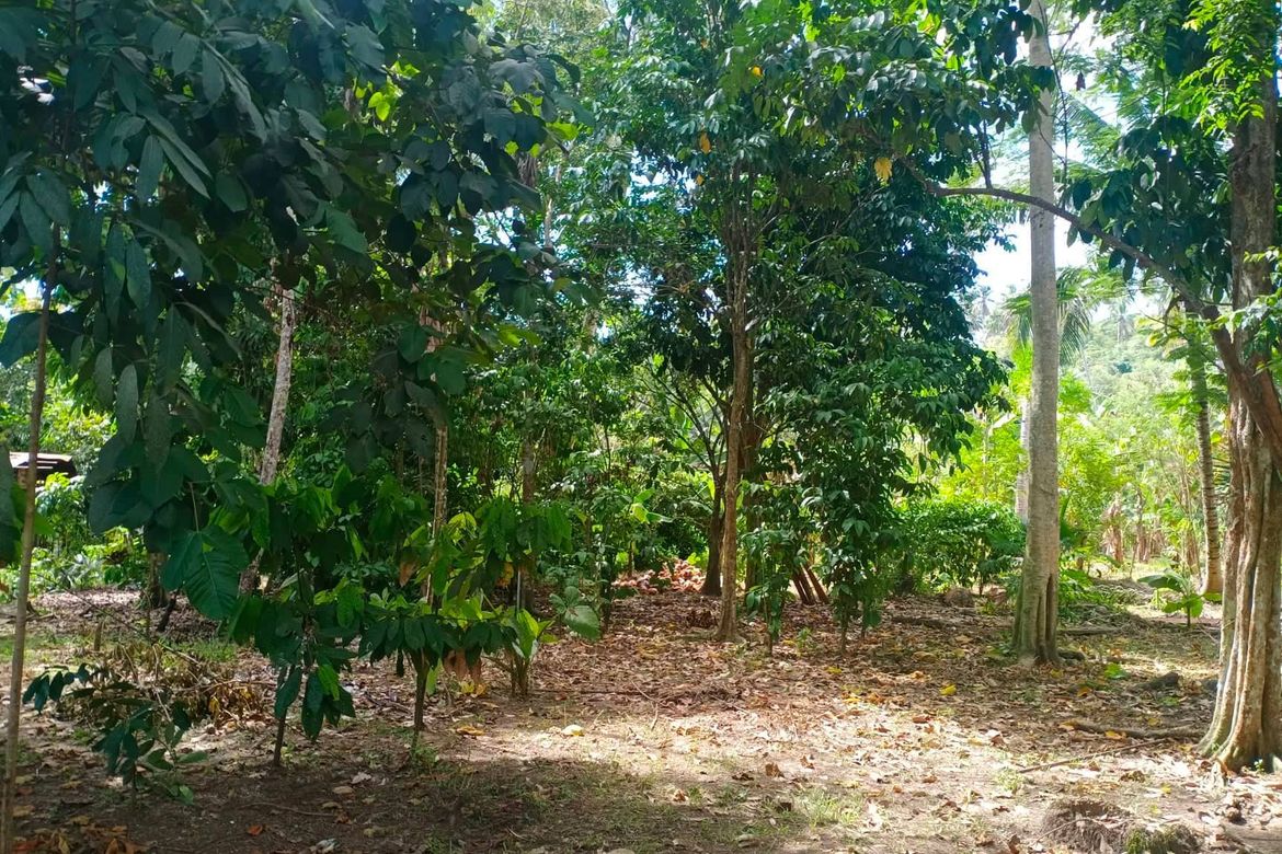 Land for Sale in Kasilak, Panabo, Davao del Norte – photo 4