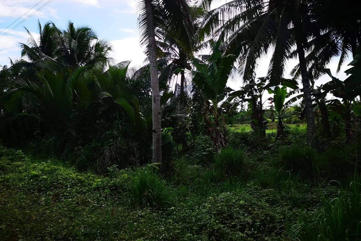 Land for Sale in Kasilak, Panabo, Davao del Norte – photo 7