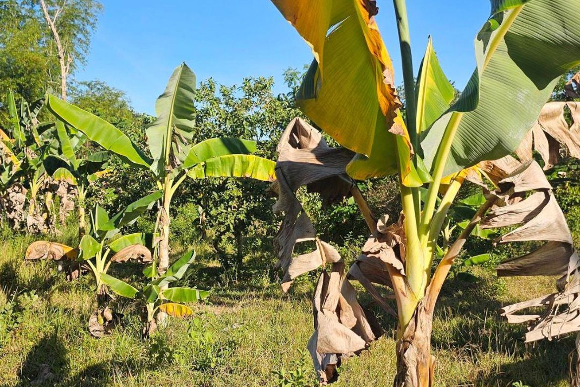 Land for Sale in Katipunan, Anda, Bohol – photo 2