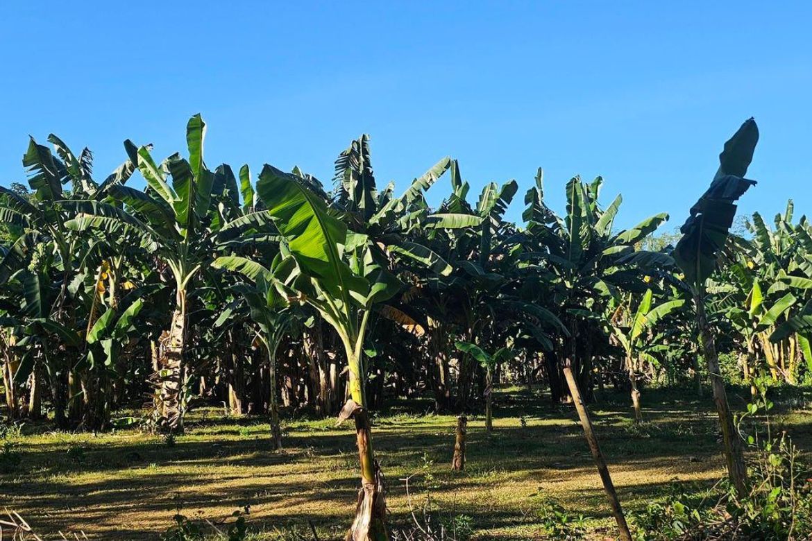 Land for Sale in Katipunan, Anda, Bohol – photo 5
