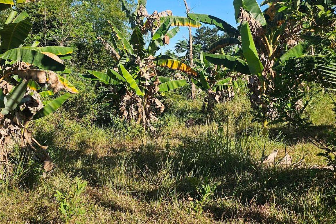 Land for Sale in Katipunan, Anda, Bohol – photo 6