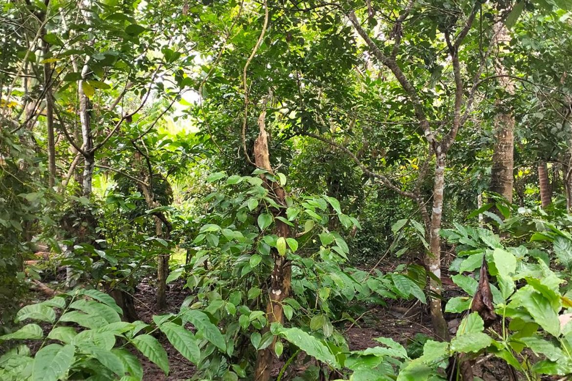 Land for Sale in Kaymisas, General Emilio Aguinaldo, Cavite – photo 7