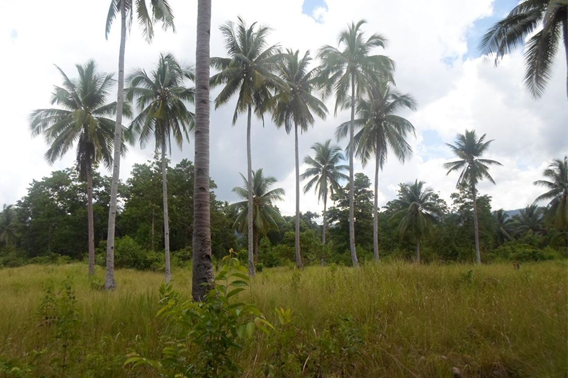 Land for Sale in Kemdeng, San Vicente, Palawan – photo 3