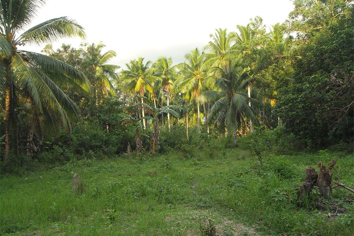 Land for Sale in Kemdeng, San Vicente, Palawan – photo 4