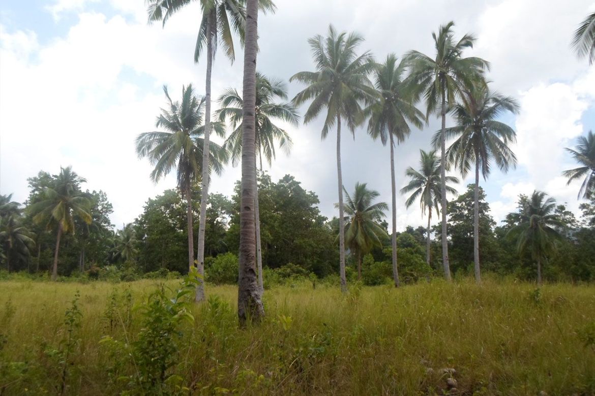 Land for Sale in Kemdeng, San Vicente, Palawan – photo 6