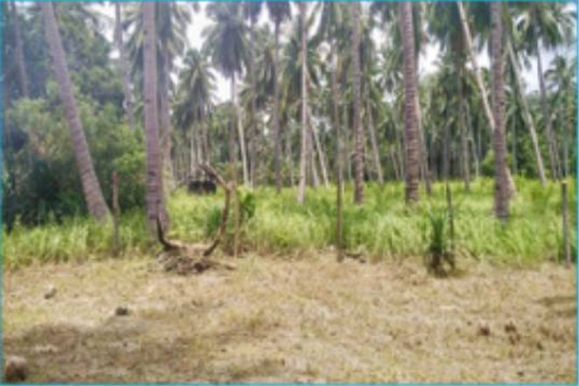 Land for Sale in Kemdeng, San Vicente, Palawan – photo 3