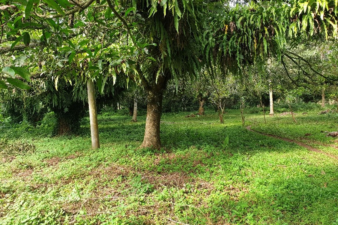 Land for Sale in Kinawe, Libona, Bukidnon – photo 5