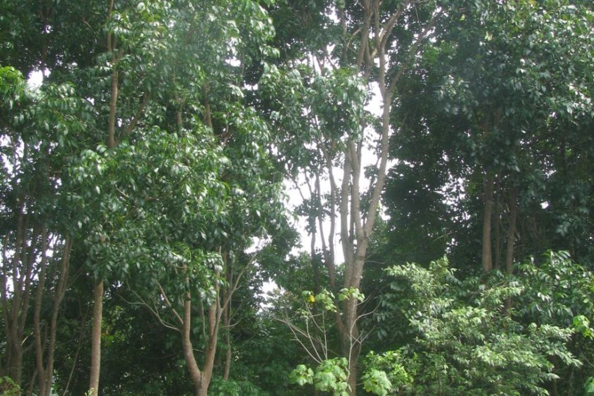 Land for Sale in Kinuman Norte, Ozamiz, Misamis Occidental – photo 4