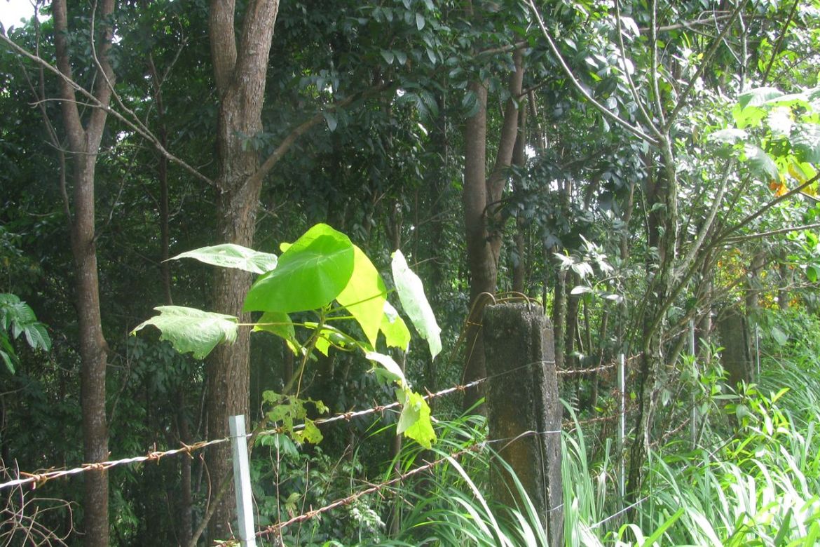 Land for Sale in Kinuman Norte, Ozamiz, Misamis Occidental – photo 6