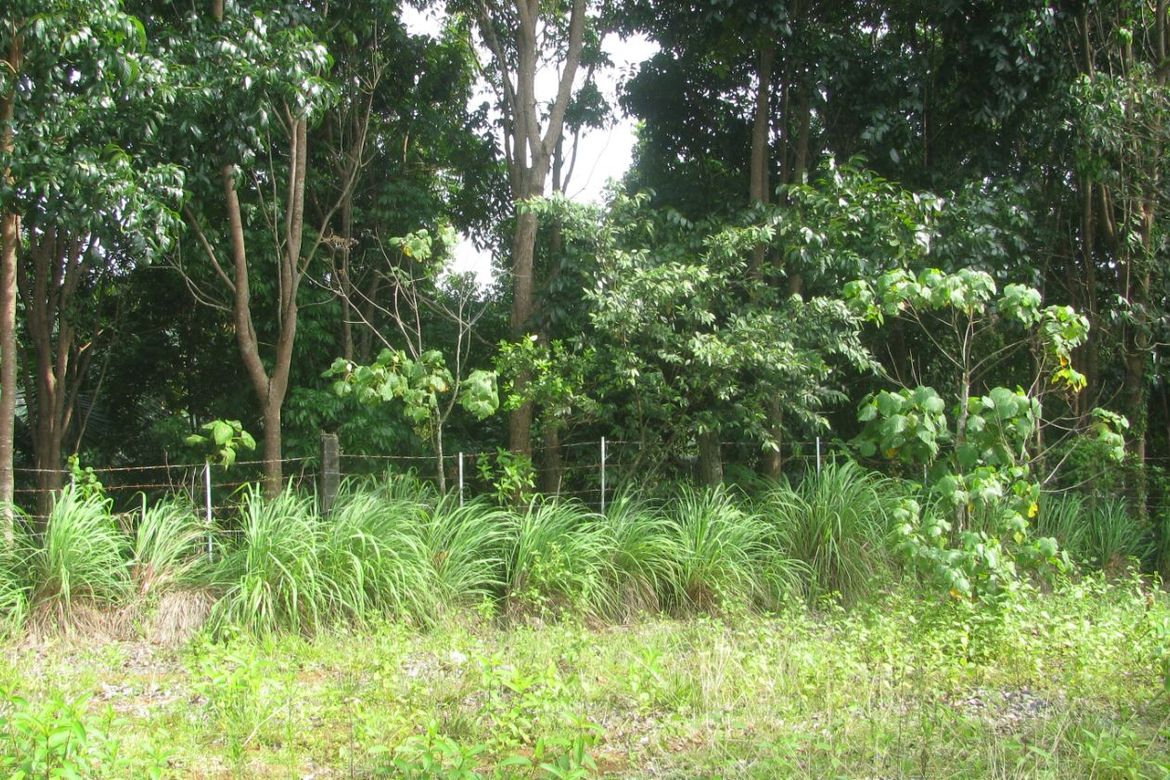 Land for Sale in Kinuman Norte, Ozamiz, Misamis Occidental – photo 8