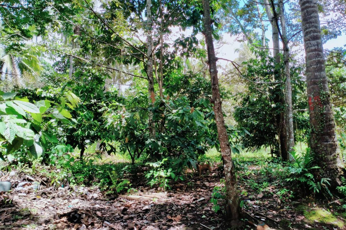 Land for Sale in Lacson, Davao City, Davao del Sur – photo 4