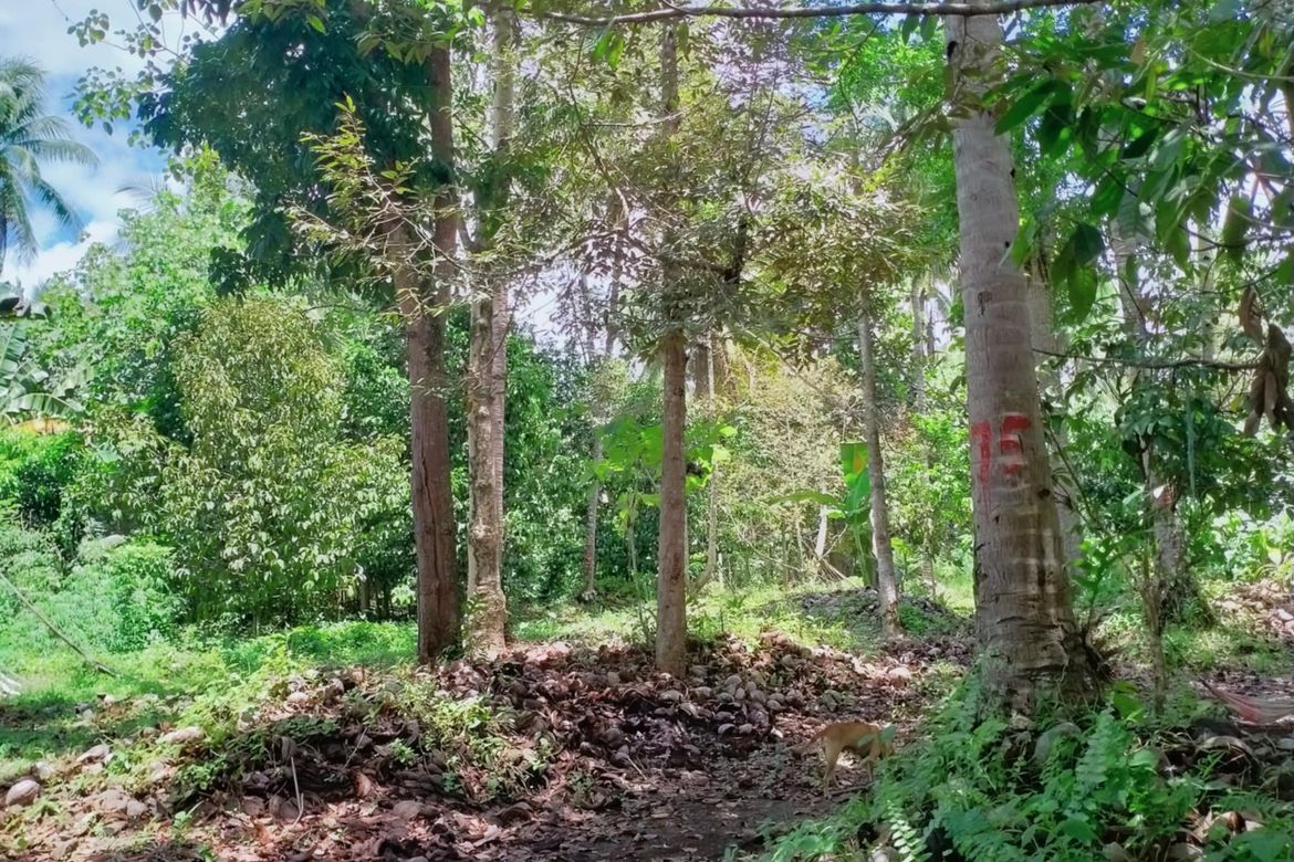 Land for Sale in Lacson, Davao City, Davao del Sur – photo 5