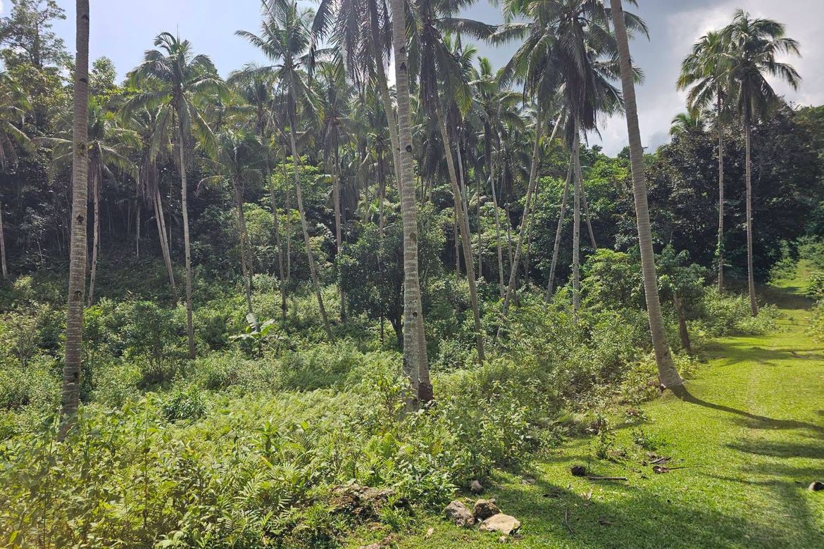 Land for Sale in Lagtangan, Sevilla, Bohol – photo 2