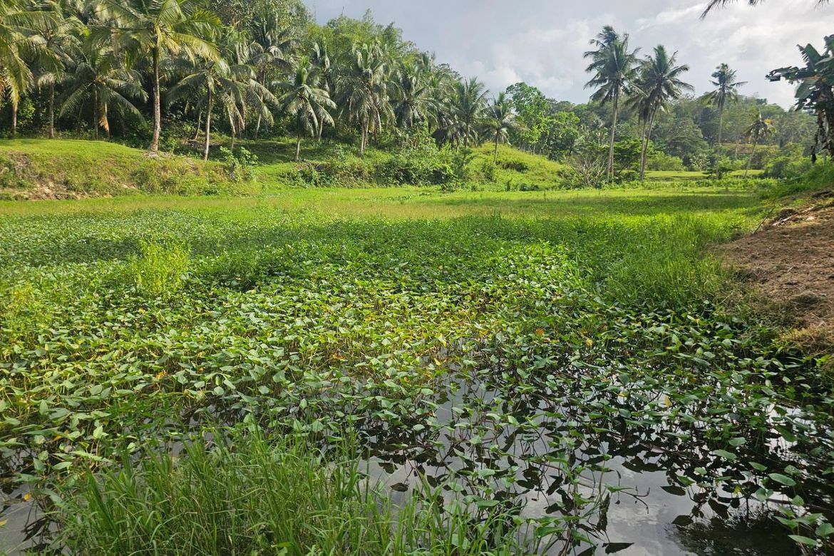 Land for Sale in Lagtangan, Sevilla, Bohol – photo 7