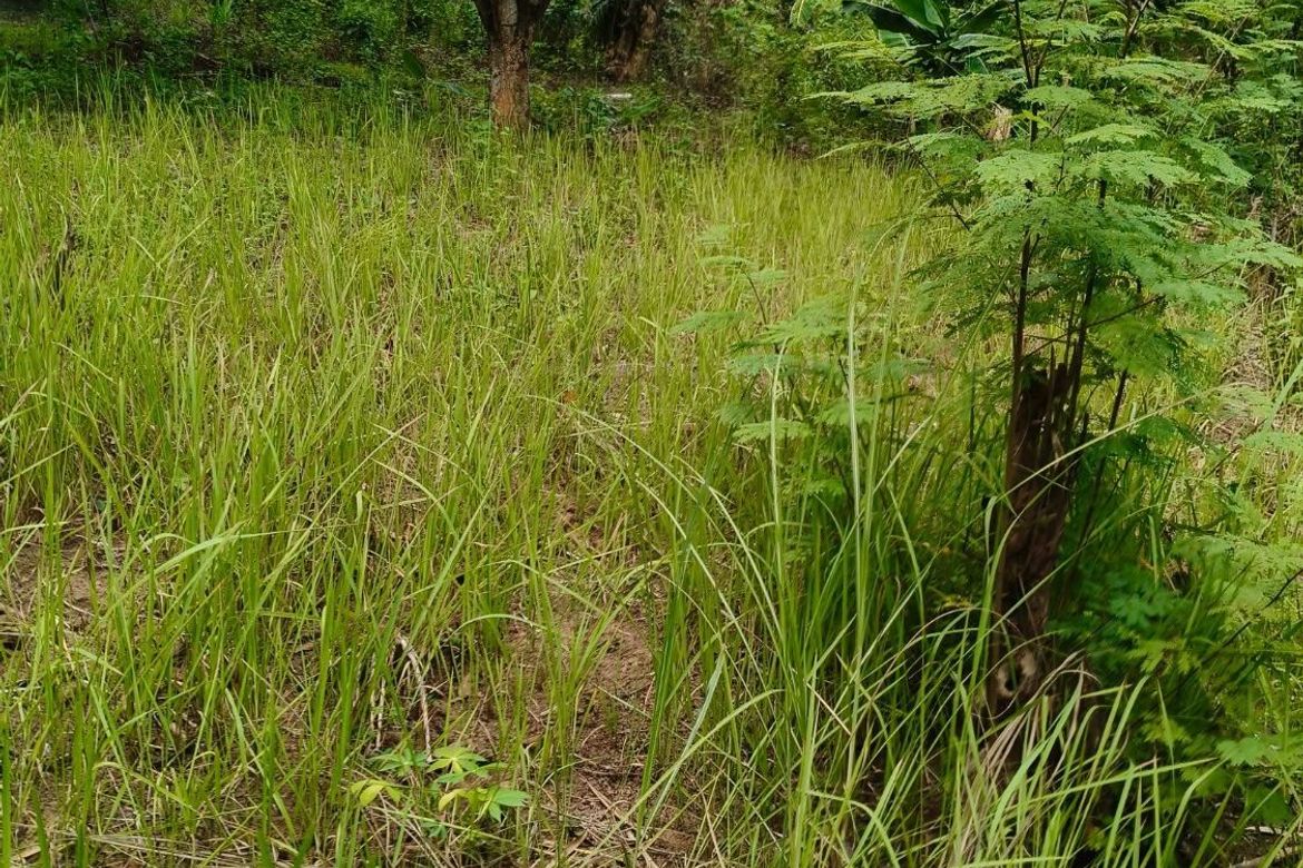 Land for Sale in Lagundi, Morong, Rizal – photo 3