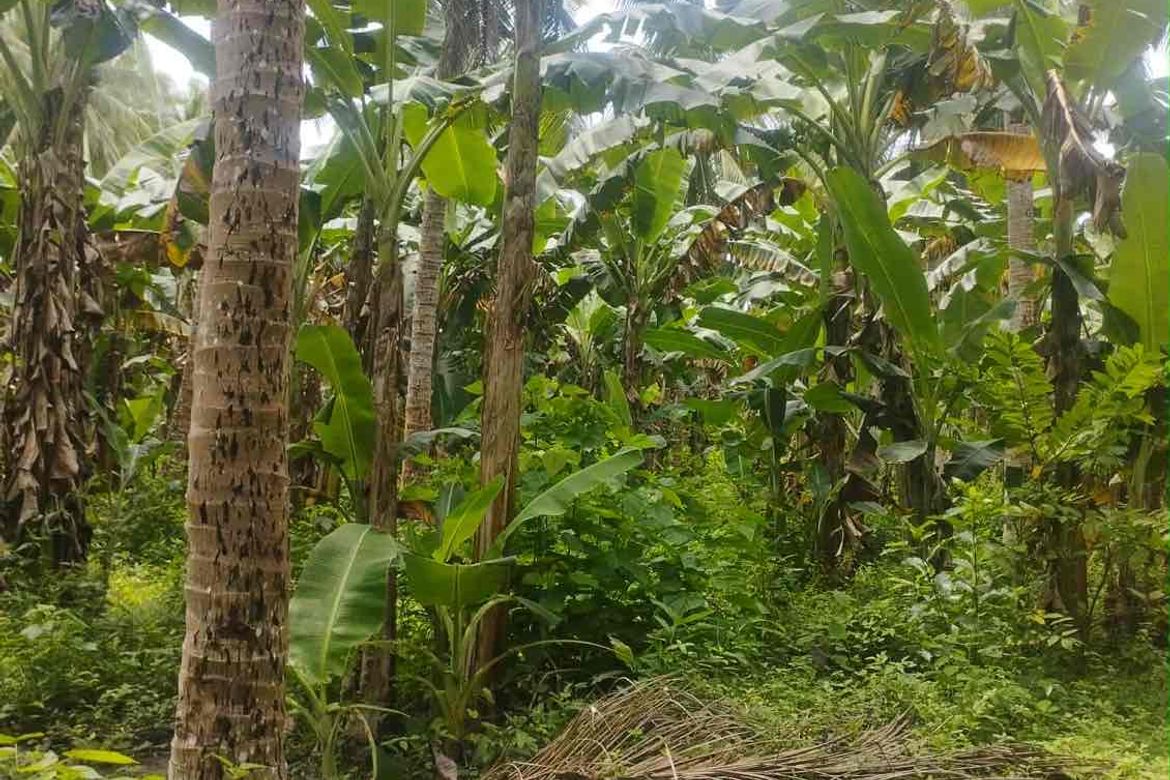 Land for Sale in Laiya-Aplaya, San Juan, Batangas – photo 4