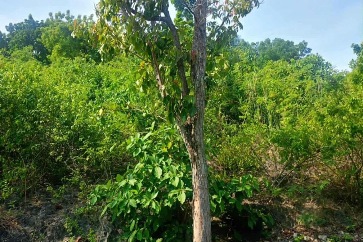 Land for Sale in Lamac, Consolacion, Cebu – photo 3