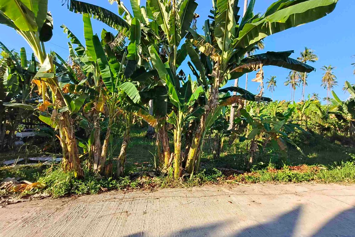 Land for Sale in Lamacan, Sibonga, Cebu – photo 5