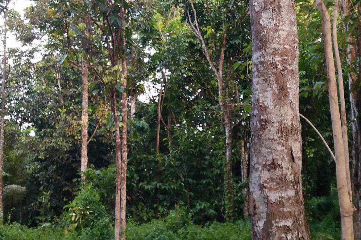 Land for Sale in Lamanan, Davao City, Davao del Sur – photo 4
