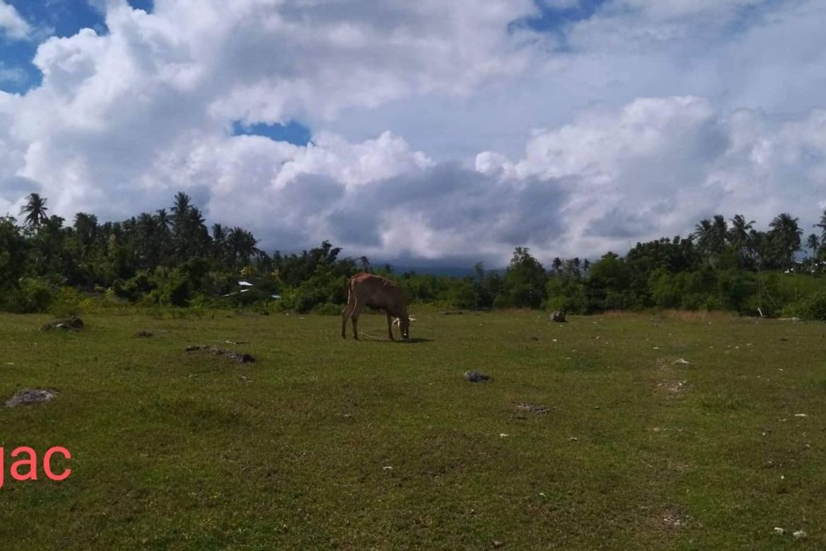 Land for Sale in Lambug, Badian, Cebu – photo 2