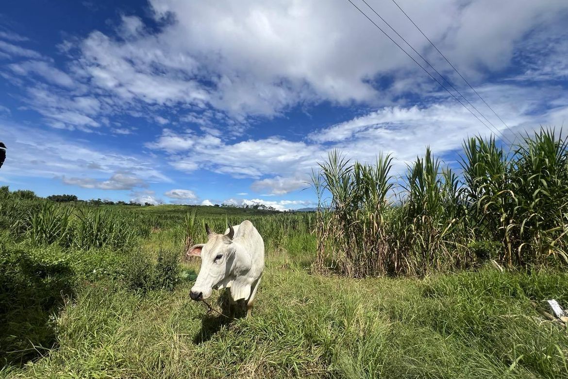 Land for Sale in Lanise, Claveria, Misamis Oriental