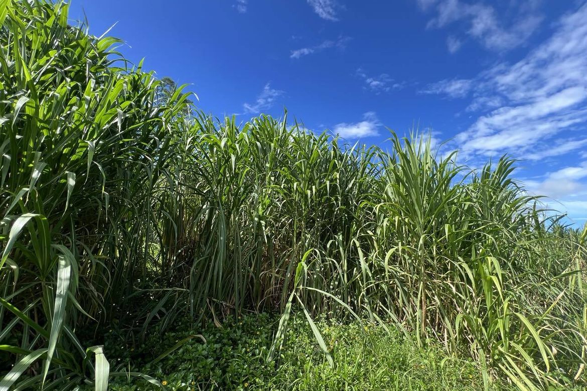 Land for Sale in Lanise, Claveria, Misamis Oriental – photo 2