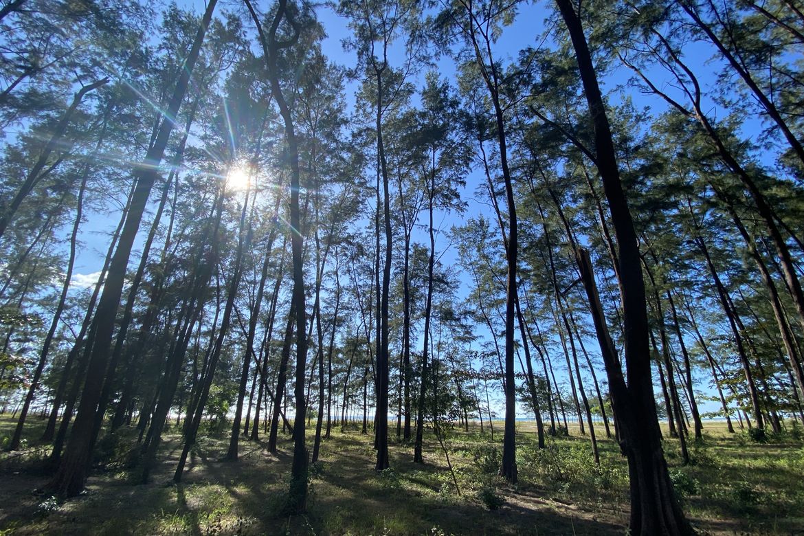 Land for Sale in LaPaz, San Narciso, Zambales – photo 6