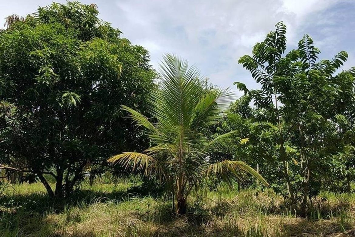 Land for Sale in Latag, Lipa, Batangas – photo 3