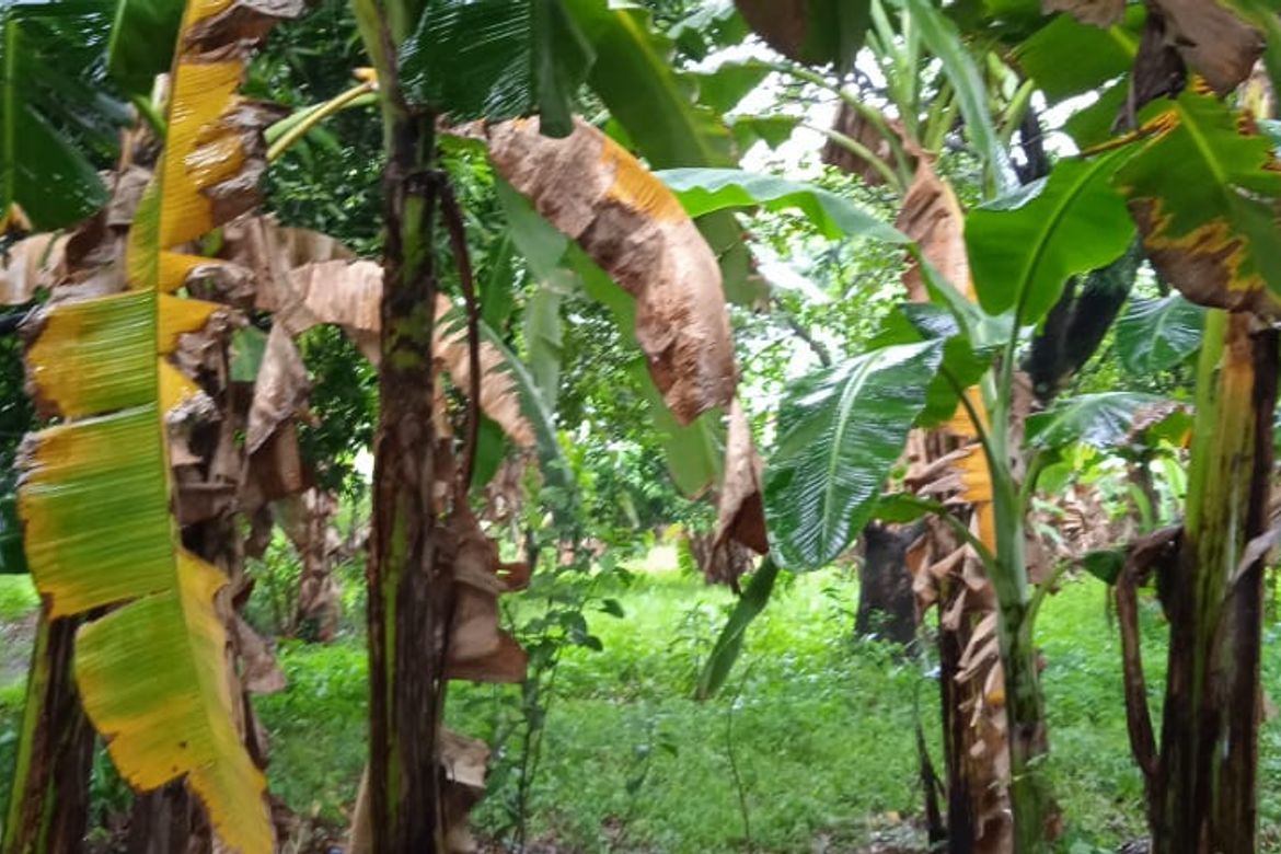 Land for Sale in Lawang Bato, Valenzuela, Metro Manila – photo 3