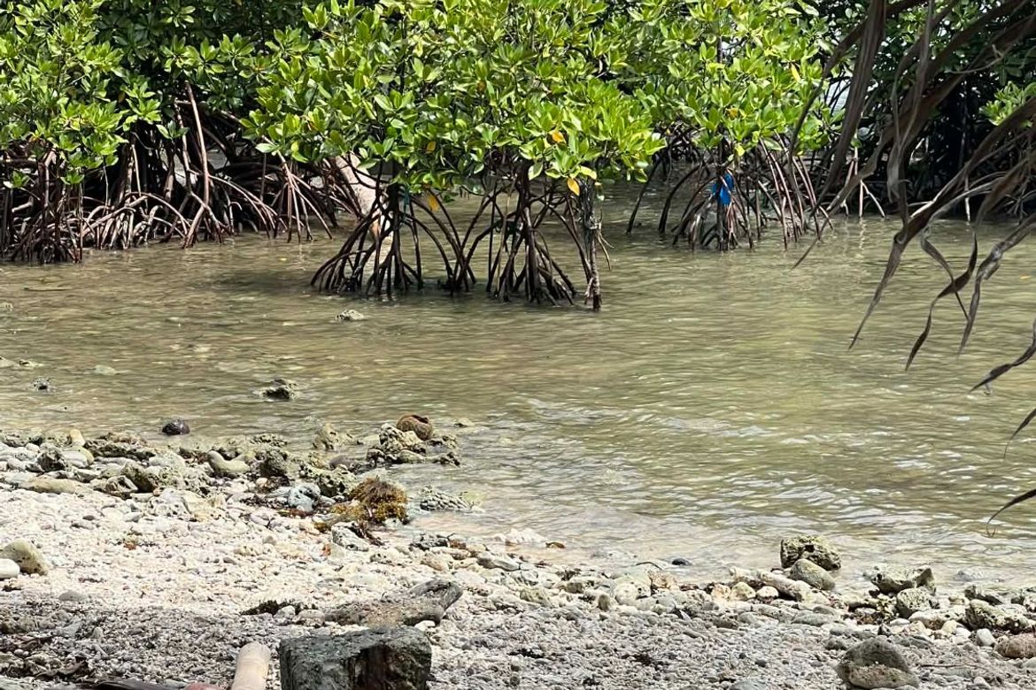 Land for Sale in Lawigan, Mati, Davao Oriental – photo 6