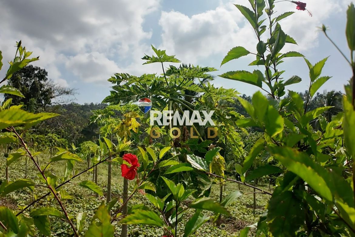 Land for Sale in Lemery, Batangas – photo 7