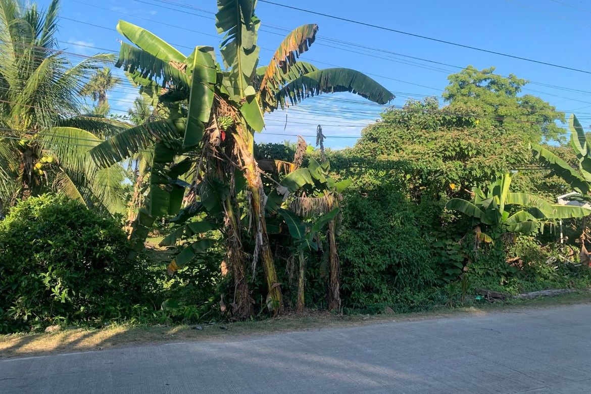 Land for Sale in Libaong, Panglao, Bohol – photo 6