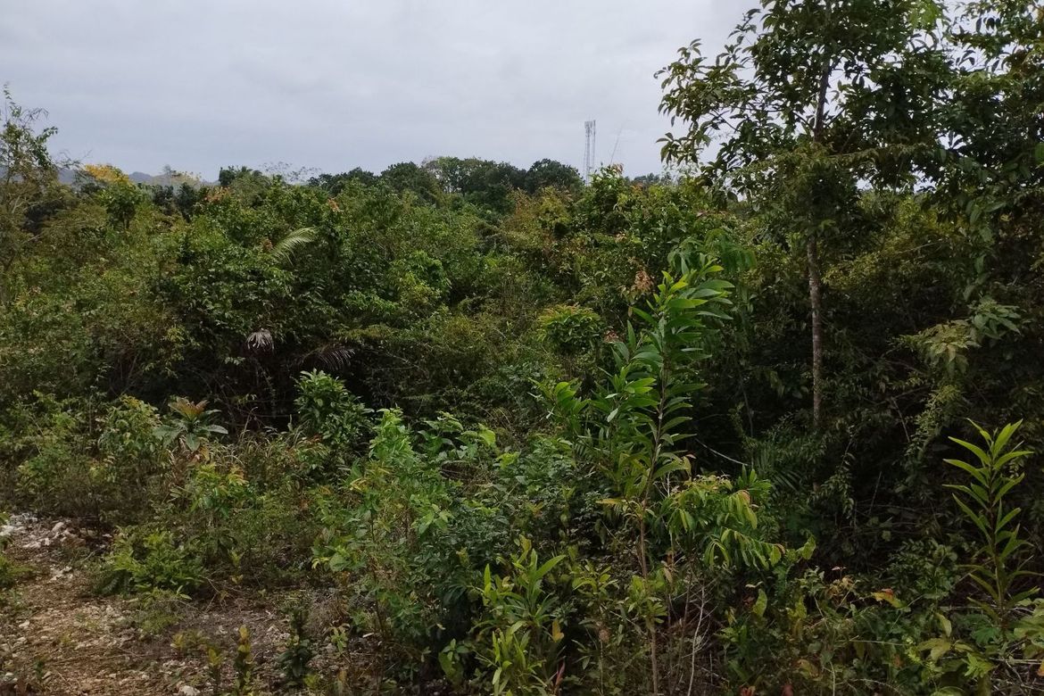 Land for Sale in Libjo, Tabogon, Cebu – photo 4